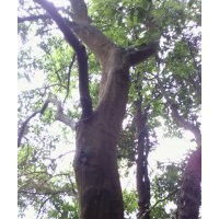 白銀樹、長青樹1M徑16---20CM