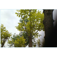 木槿，紫薇，棣棠，紫花鳶尾，馬蓮，垂柳
