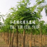 供應合歡樹，合歡樹價格，合歡品種齊全