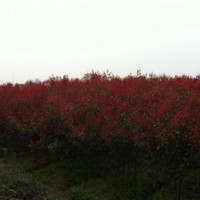 1_3公分紅葉石楠、5_8公分香樟、
