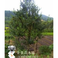 質優價廉的造型苗木-狗骨樹-造型狗骨古，湖南造型狗骨樹