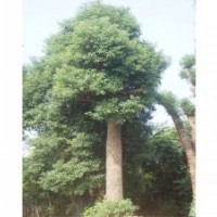 供應香樟香樟樹