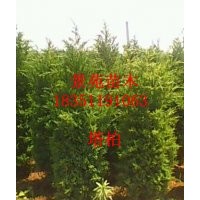 （塔柏價格），自己產塔柏價格