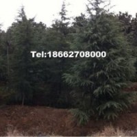 供應雪松，國槐，高桿女貞，香樟，廣玉蘭，大小規格均有