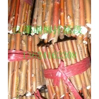紅珊瑚柳