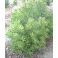 供應兩米白皮松供應兩米白皮松
