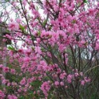 菊花碧桃樹苗|優質菊花碧桃樹苗|菊花碧桃價格|誠信為本