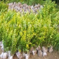 衛(wèi)矛、扶芳藤、金葉女貞、大葉黃楊、小葉黃楊、金邊黃楊、紅葉小