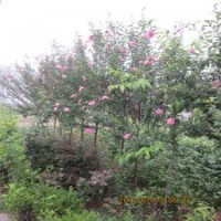 供應江蘇木槿苗1米高木槿苗1公分木槿苗價格低
