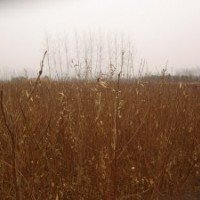 江蘇紫薇苗基地1米高紫薇苗價格紫薇苗種植方法