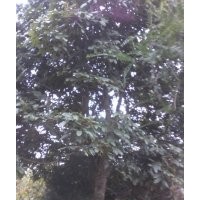 花梨木、香樟、羅漢松