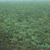 大量供應速生白蠟、國槐