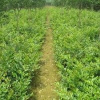 河南苗木基地大量出售深山含笑、大葉含笑、合歡