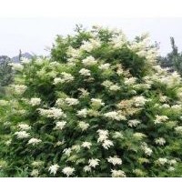 供應珍珠梅