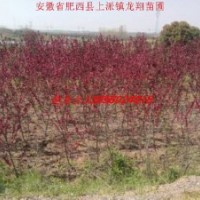供應紅葉桃、三角楓、枇杷、垂柳、大葉女貞、紅葉李