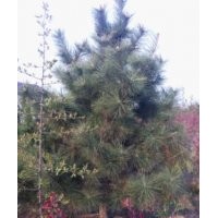 批量供應(yīng)油松、國槐、雪松等綠化苗木