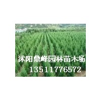 供應:蜀檜,地柏,金葉女貞,紅葉小糪,龍柏,紅王子錦帶