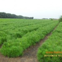 山東黑松樹苗 山東黑松容器苗 山東黑松容器苗價格
