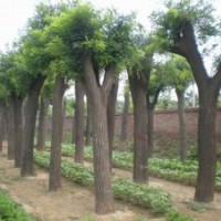 急售寧夏大量各種規格國槐