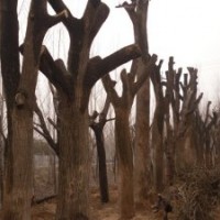 供應各種優質國槐