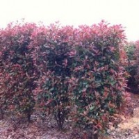 供應紅葉石楠柱