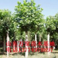 供應5-50公分法桐