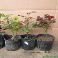 大花月季苗批發江蘇正規苗圃供應大花月季盆栽