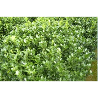 金山繡線菊、金焰繡線菊、珍珠繡線菊、大花萱草、紫花鳶尾、馬蓮