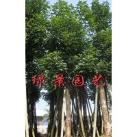 福建秋楓報價,福建秋楓供應,秋楓產地直銷