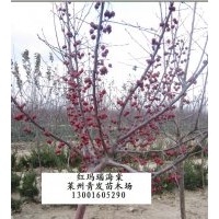 北美海棠 紅葉櫻花 加拿大紅櫻 挪威楓紅國王 紅葉白蠟 復葉槭