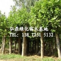供應法桐樹，法桐樹價格，法桐規格齊全