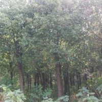 供應20公分國槐