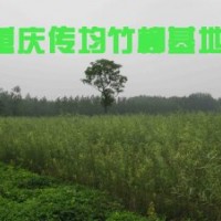竹柳3號經濟效益分析