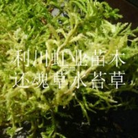 供應湖北利川野生蕨類植物卷柏還魂草（打不死）