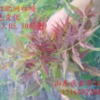 2013年東紅歐洲白蠟得到大規(guī)模的種植推廣