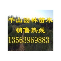 供應山西營養袋側柏苗，山西50-80公分側柏小苗