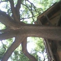 直供國(guó)槐，帶帽國(guó)槐，原生國(guó)槐