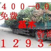 大葉女貞，大葉女貞價格，大葉女貞基地