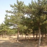 大量批發油松，黑松，樟子松工程綠化苗木