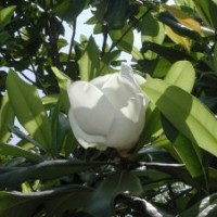 廣玉蘭，廣玉蘭小苗，潢川廣玉蘭