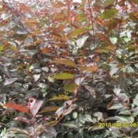 2013年農戶急售【芽】高原之火，亞當，