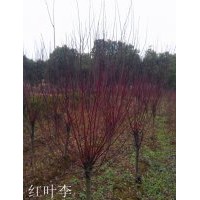 安徽紅葉李|肥西紅葉李|紅葉李價格|紅葉李小苗批發