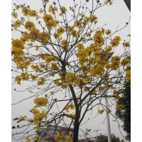 黃花風鈴木