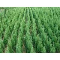 側(cè)柏苗、側(cè)柏（1.5米側(cè)柏、側(cè)柏小苗）山西側(cè)柏苗