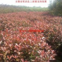 紅葉石楠、紅葉李、紫薇、大葉女貞、香樟、烏桕、樸樹、合歡