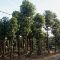基地常年供應的瀏陽移栽香樟品種齊全，放心品質