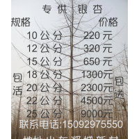 銀杏嫁接樹,銀杏小苗種子,銀杏實(shí)生樹