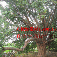 八棱海棠樹，山杏，低價(jià)出售，低價(jià)精品