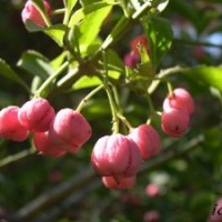 供應 衛矛、扶芳藤、金葉女貞、櫻花、紫荊