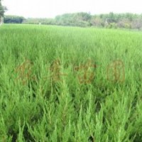 供應(yīng) 龍柏衛(wèi)矛木槿、扶芳藤、金葉女貞、大葉黃楊、小葉黃楊